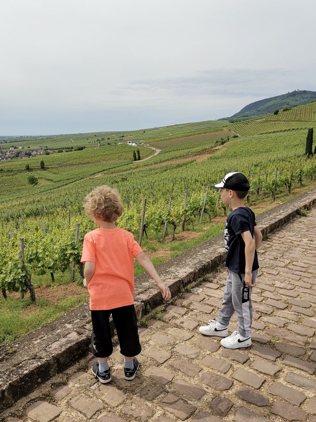 Pogled na vinograde